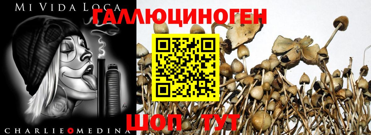 Галлюциногенные грибы мухоморы Новошахтинск